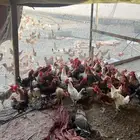 ديوك بلدي نظيفه