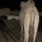 ناقه قصب