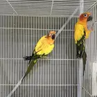 جوز صن كنيور منتج شرط Sun Conure