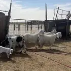 للبيع معزا والد مصريات