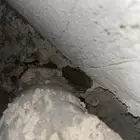 ضفادع بريه للبيع