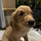 pure golden retriever