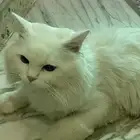 قط ذكر شيرازي للتبني