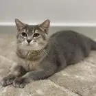قط للبيع