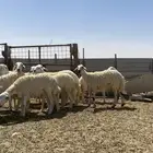 رخال جذعات