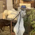 ذبايح تيوس وطليان طيبه