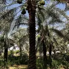 نخل طويل مقاس من 4.م إلى 6.متر نخيل مثمر ومخدوم