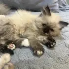 قطط