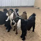 جفرات طيبه