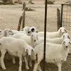 طليان ورخال عدد 26 اغلبها طليان