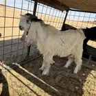 تيس صنف عمره 5 شهور