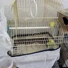 جوز طيور الحب