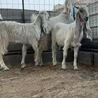 الطائف الحوية