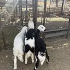 خرفان لباني علا اشرط بلديات