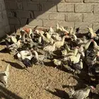 دجاج بلدي وفيومي