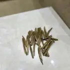 عود سلا فتنامي محسن