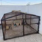 شبك 2 في 3 يصلح طيور أغنام