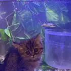 قطة للتبني عمر شهرين