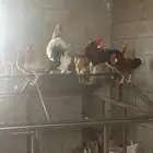 دجاج و ارانب و وبران