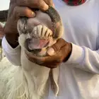 خروف فحل طيب جدا