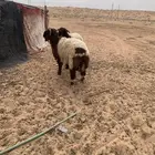 سلام عليكم ورحمة الله وبركاته