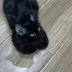 قط ذكر لتبني عمره خمسه اشهر معه ليتربوكس