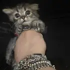 بسة نونو ذكر شيرازي شهرين