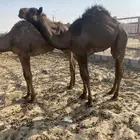 قعدان قصب