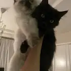 قطط هملايا وشيرازي للبيع ثلاث شهور