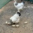 دجاج براهما