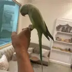 جوز دره البيع تفريد او حبتين متكلمين وهدد