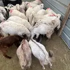 طليان ورخال وتيوس وجفير