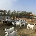 تيوس يمنيه تربيه