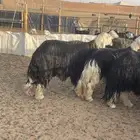 فحل نجدي مشروط