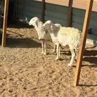 حريات للبيع برماح