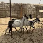 جفار بيشيات مرخ صنف الصنف