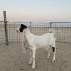 مشروع فحل هولندي