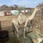 بكره عمرها 7 شهور