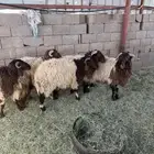طليان للبيع العدد 5 خرفان