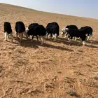 نجدي نجد برية