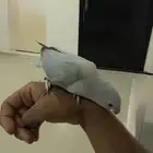 دره