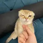 سكوتش ستريت. 3 شهور للبيع لان مسافر