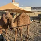 قعدان العدد اثنين