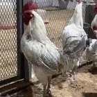ديوك فيومي المنيوم