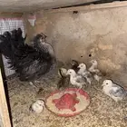 دجاجه مفرخه