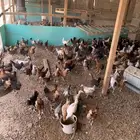 دجاج بلدي اعمره ثلاث اشهر تقريب