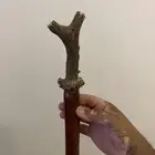 عصى قرن غزال