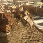 سواكن تربيه العداد 50