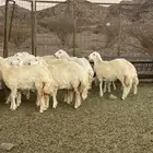 رخال ( تم البيع )