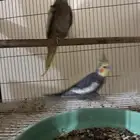جوز كروان منتج